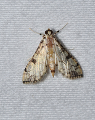Hileithia differentialis