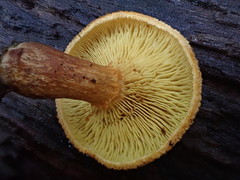 Gymnopilus eucalyptorum