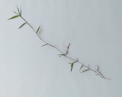 Digitaria sanguinalis
