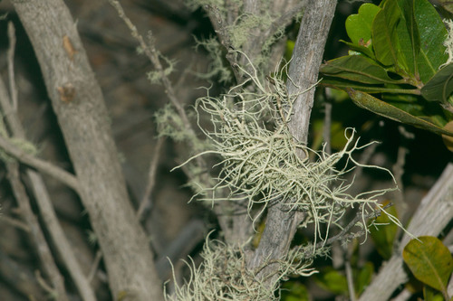 Usnea observed 2022-02-28