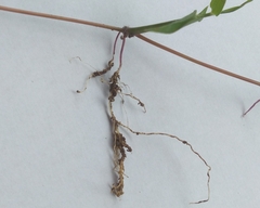Digitaria sanguinalis