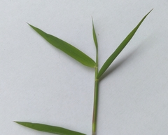Digitaria sanguinalis