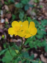 Ranunculus ollissiponensis