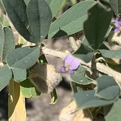 Ptycholobium contortum