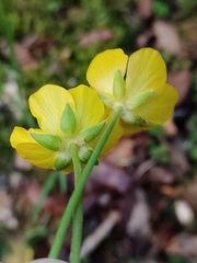 Ranunculus ollissiponensis
