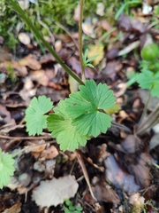 Ranunculus ollissiponensis