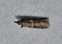 Ephestia columbiella