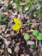 Ranunculus ollissiponensis