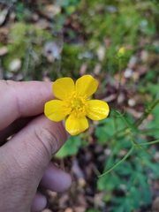 Ranunculus ollissiponensis