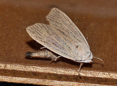 Palpidia pallidior