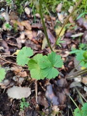 Ranunculus ollissiponensis