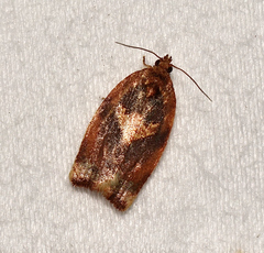 Argyrotaenia amatana