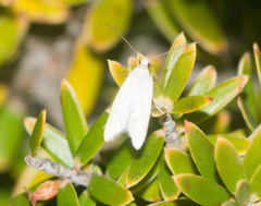 Carposina gracillima