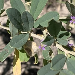 Ptycholobium contortum