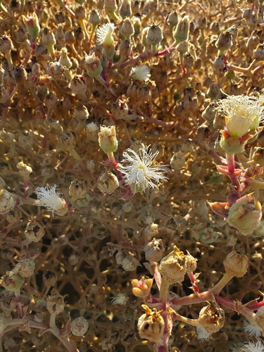 Mesembryanthemum guerichianum image