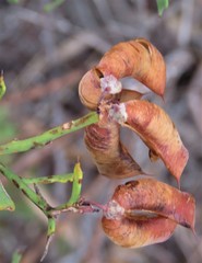 Daviesia physodes