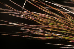 Schizachyrium condensatum