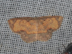 Chrysocraspeda marginata