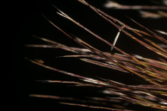 Schizachyrium condensatum