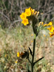 Amsinckia lycopsoides