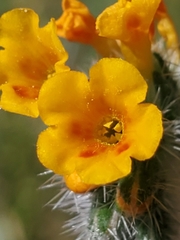 Amsinckia lycopsoides