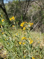 Amsinckia lycopsoides