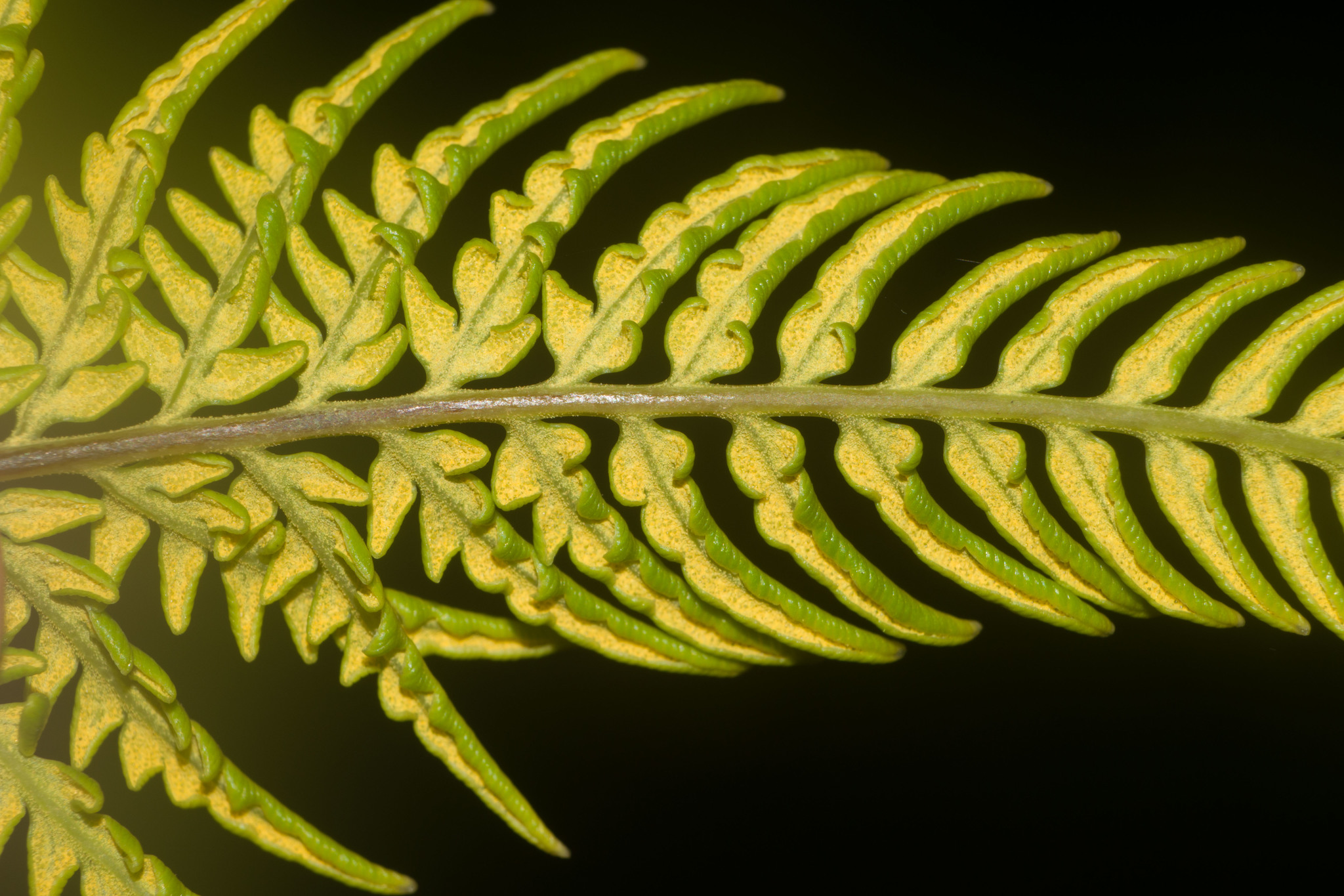 Pityrogramma austroamericana
