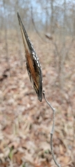 Asclepias amplexicaulis