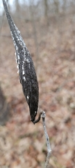 Asclepias amplexicaulis