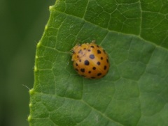 Henosepilachna sumbana