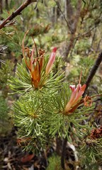 Adenanthos meisneri