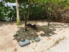 Lutrogale perspicillata