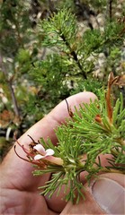 Adenanthos meisneri