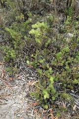 Adenanthos meisneri