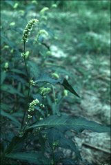 Persicaria tomentosa