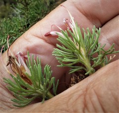 Adenanthos meisneri