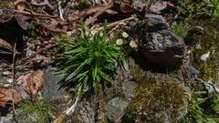 Erigeron morrisonensis morrisonensis