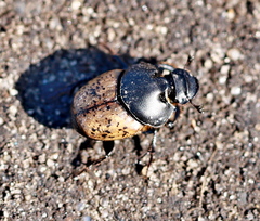 Onthophagus gibbulus