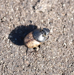Onthophagus gibbulus