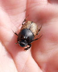 Onthophagus gibbulus