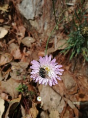 Pinaropappus spathulatus