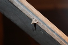 Aglossa costiferalis