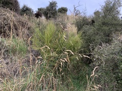 Carmichaelia compacta