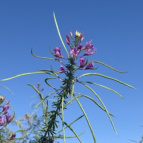 Hairy Spindlepod