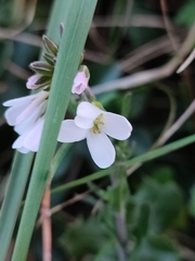 Arabis planisiliqua