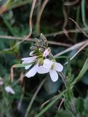 Arabis planisiliqua