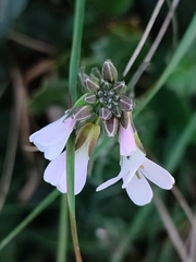 Arabis planisiliqua