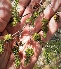 Kunzea glabrescens