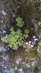 Sedum stellariifolium