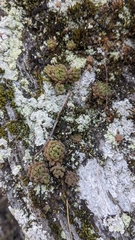 Sedum stellariifolium